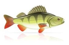 merenelävät haimatulehdukseen